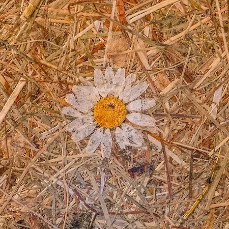 Tirola Platzl דירה *