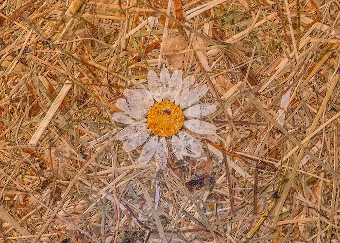 Tirola Platzl Διαμέρισμα *